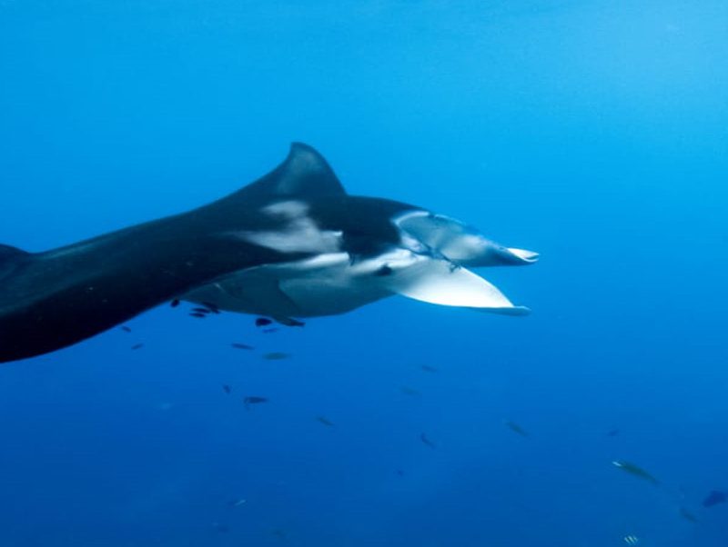 Penida Manta Point Snorkeling