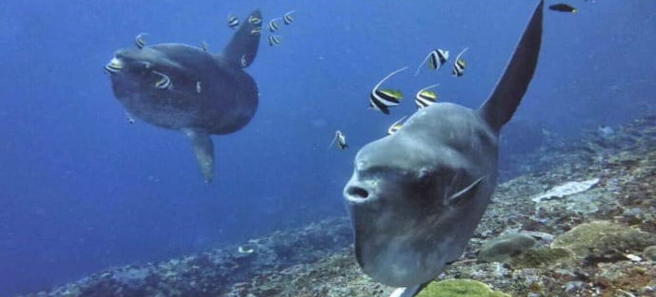 Nusa Penida Snorkeling