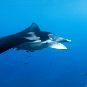 Penida Manta Point Snorkeling