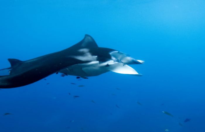 Penida Manta Point Snorkeling