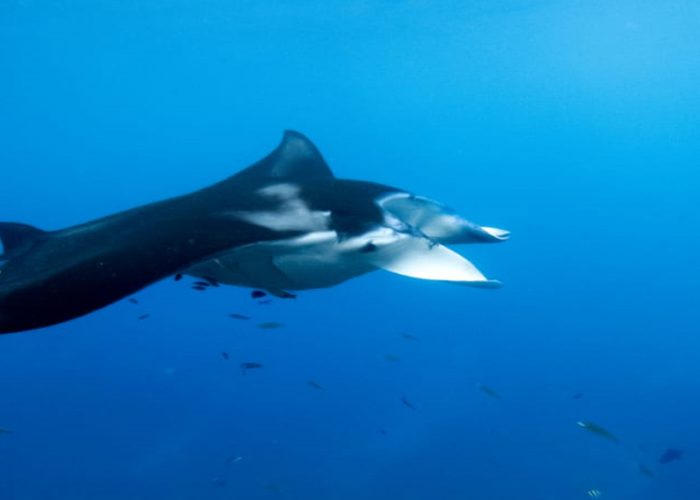 Penida Manta Point Snorkeling