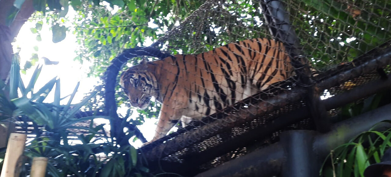 Bali Zoo