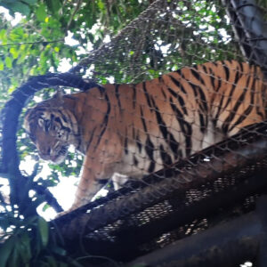 Bali Zoo