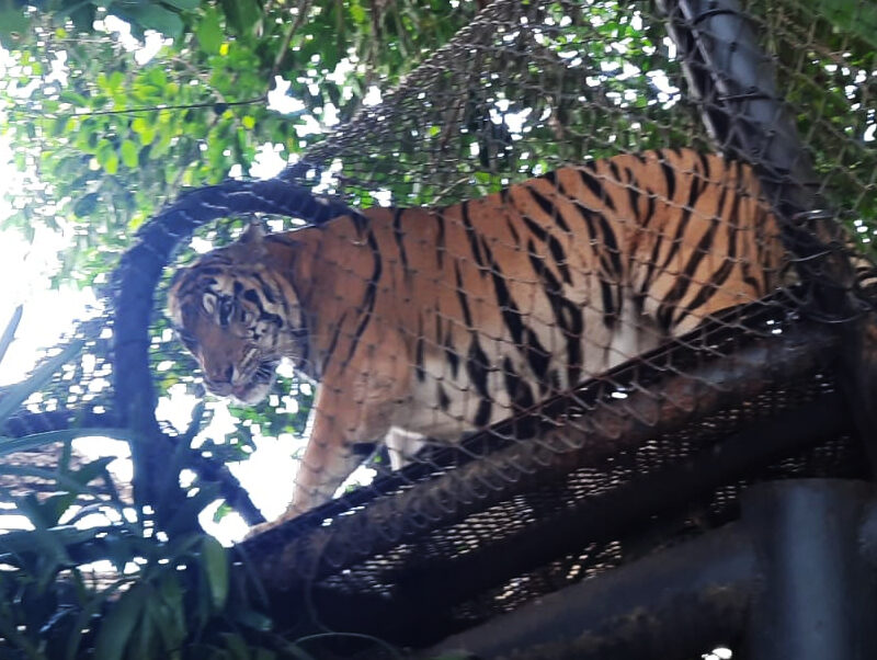 Bali Zoo