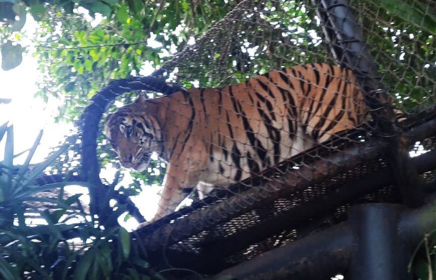 Bai  Zoo