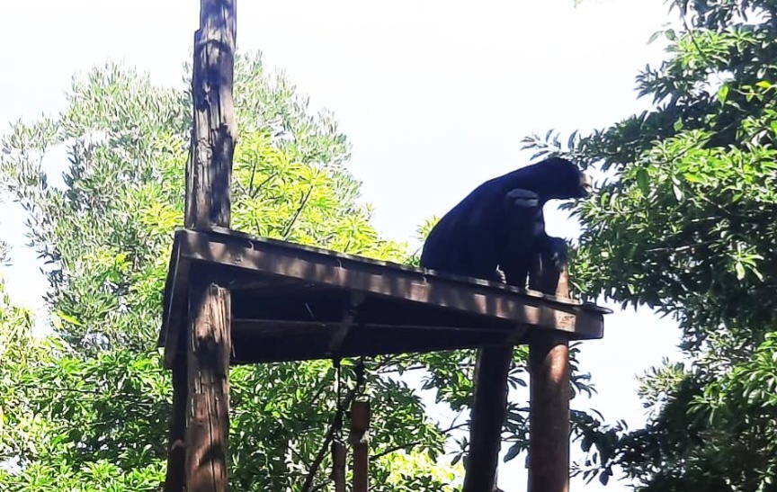 Bai  Zoo photo 3