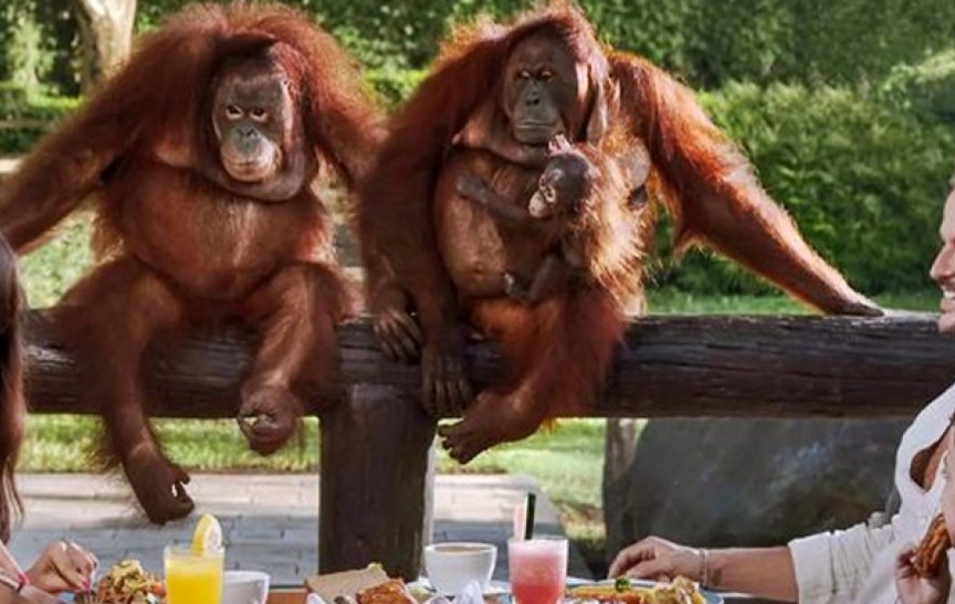 Bali Bird Park photo 5