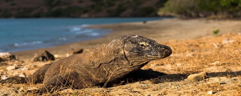 Komodo Open Trip 3D2N by Tectona Phinisi photo 2