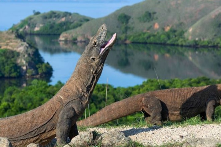 Komodo Open Trip 3D2N by Tectona Phinisi photo 4