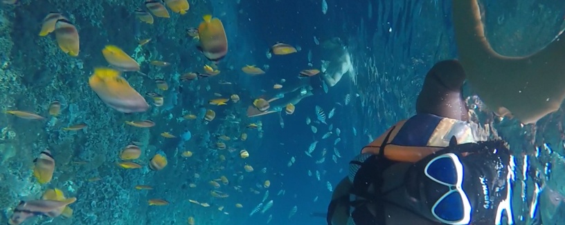 Nusa Penida Day Trip Snorkelling  photo 4