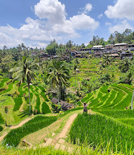 Tegallang Rice Terrace