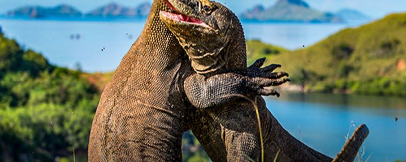 Komodo One Day Trip