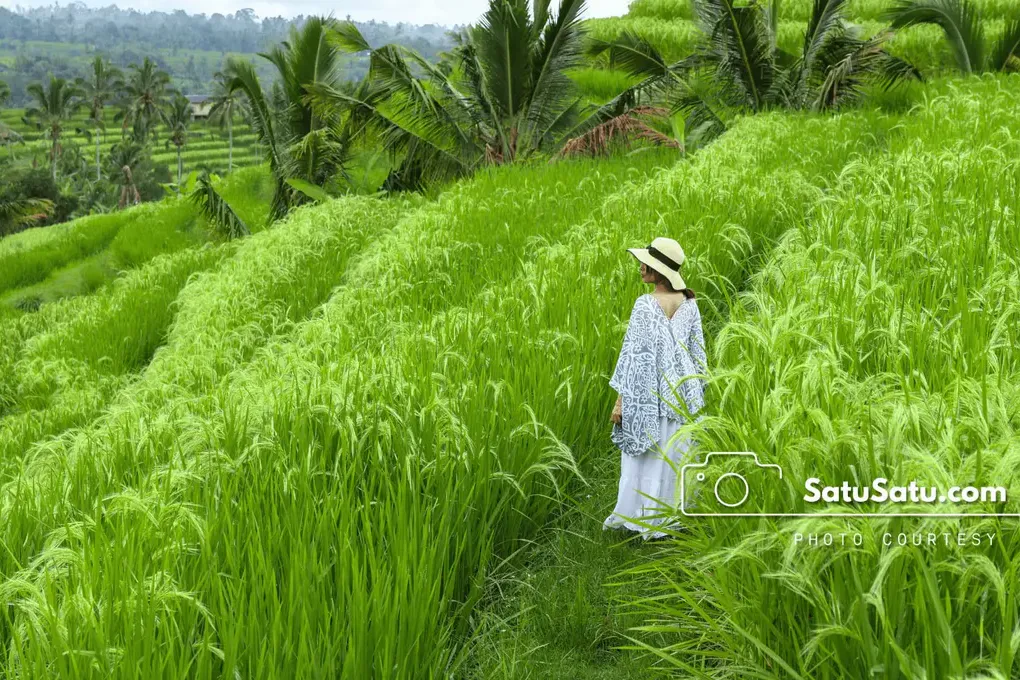 Rice Terrace Trekking Jatiluwih