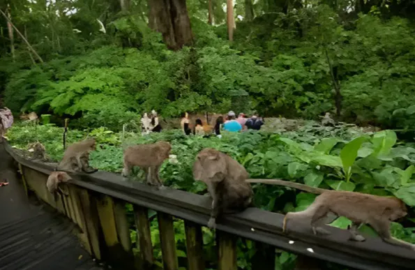 Monkey Forest Entry Ticket Transfer Included photo 3