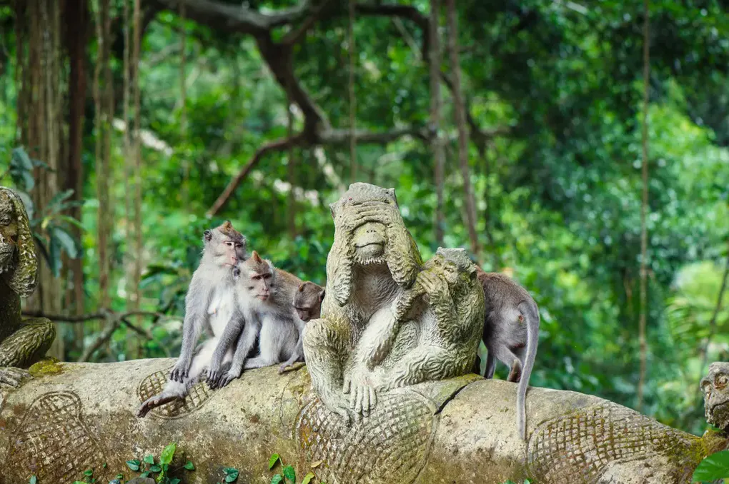 Monkey Forest Entry Ticket Transfer Included photo 5