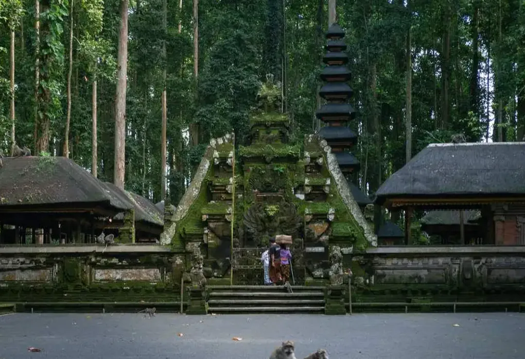Monkey Forest Sangeh
