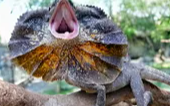 Bali Reptile Park photo 3