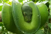Bali Reptile Park photo 4