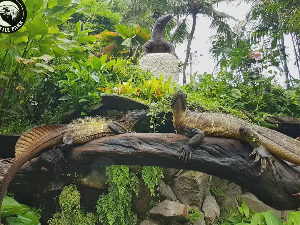Bali Reptile Park photo 5