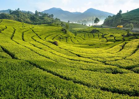 The Breeze of Puncak Bogor Highlands