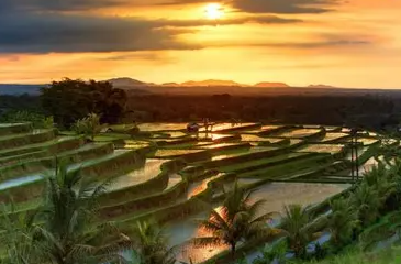 Jatiluwih Tour