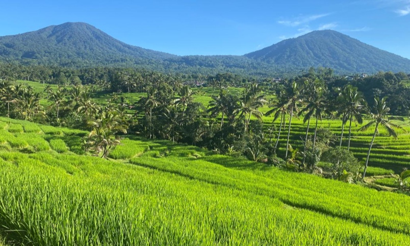 Jatiluwih Tour
