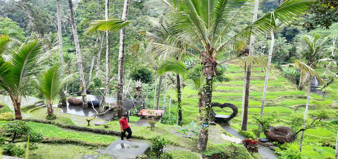 Tegallang Rice Terrace 