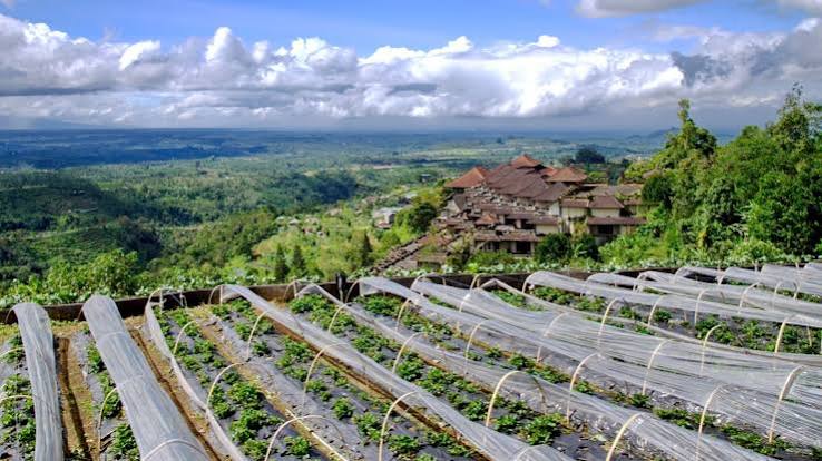 Kebun Stroberi