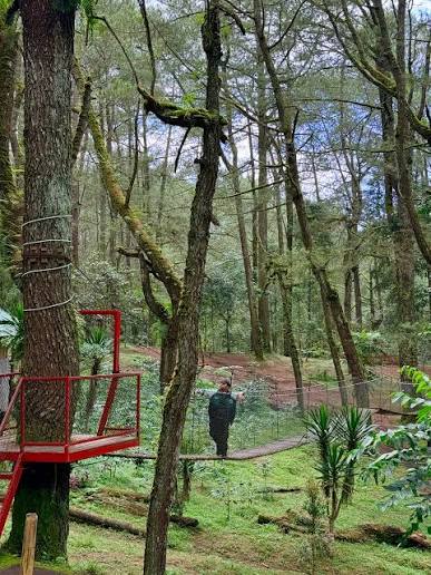 Hutan Pinus Glagalinggah Lestari