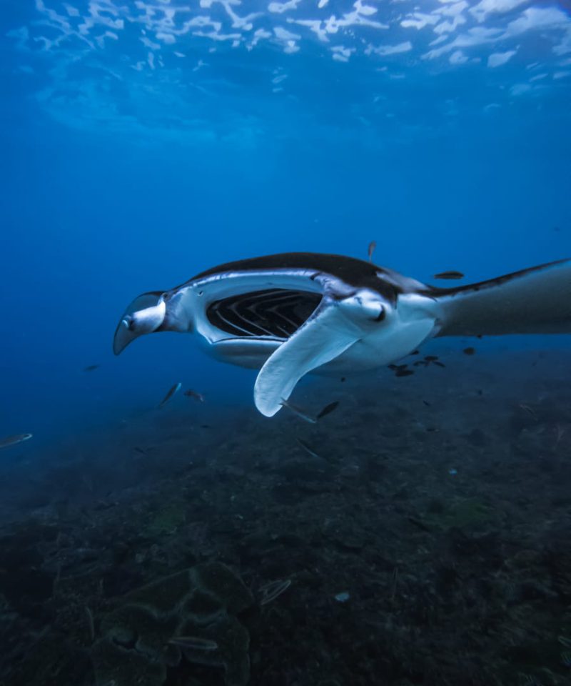 Nusa Penida Snorkeling